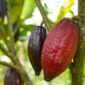 Ilustrasi petani kakao. (Pixabay.com/Dekanda)