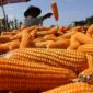 Badan Pangan Nasional Ungkap Produksi Jagung Tengah Melimpah, Bulog Diminta Serap Hasil Panen Petani