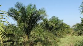 Bisa Merusak Kemitraan PKS yang Sudah Ada dengan Petani, Menjamurnya Pabrik Kelapa Sawit Tanpa Kebun