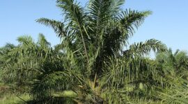 Naik dari Rp30 Juta Menjadi Rp60 Juta per Kebun, Dana untuk Replanting Program Peremajaan Sawit Rakyat